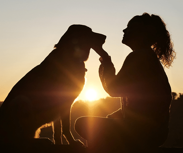 Searching for dog walker, pet sitter, puppy trainer, cat sitter?
