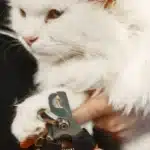 Nail Trimming Ottawa