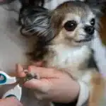 Nail Trimming Service