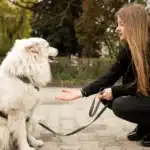 Puppy trainer in Hamilton