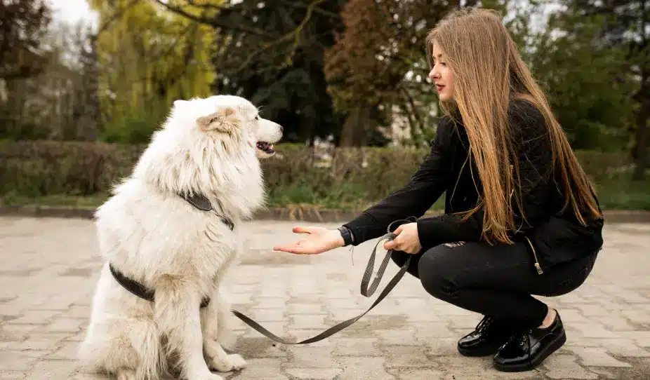 Puppy trainer in Hamilton