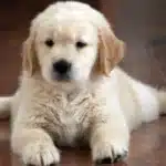 Puppy's First Year in Ontario