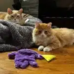 Cat Sitting Service in Brampton