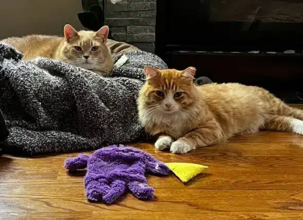 Cat Sitting Service in Brampton