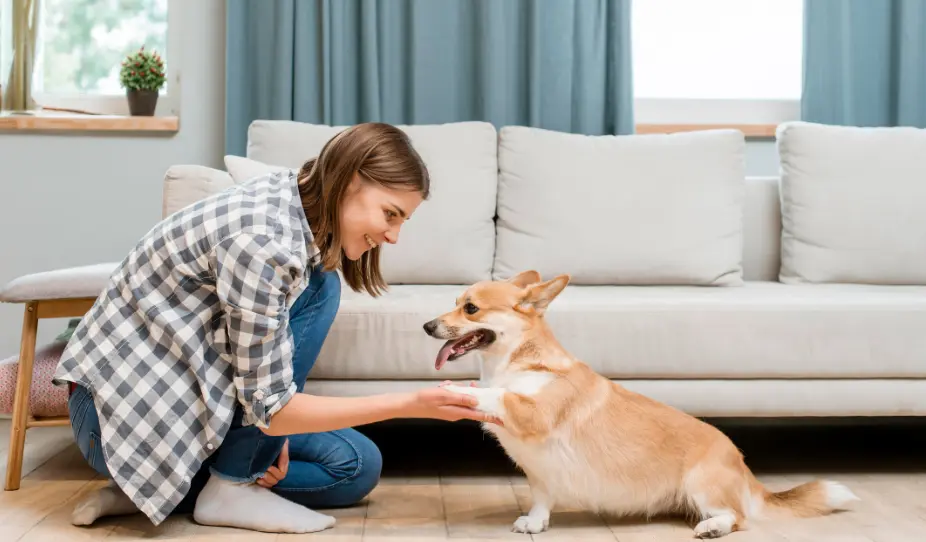 Pet Care Services in Ancaster