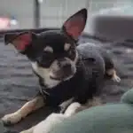 Pet Care Services in Mountain East