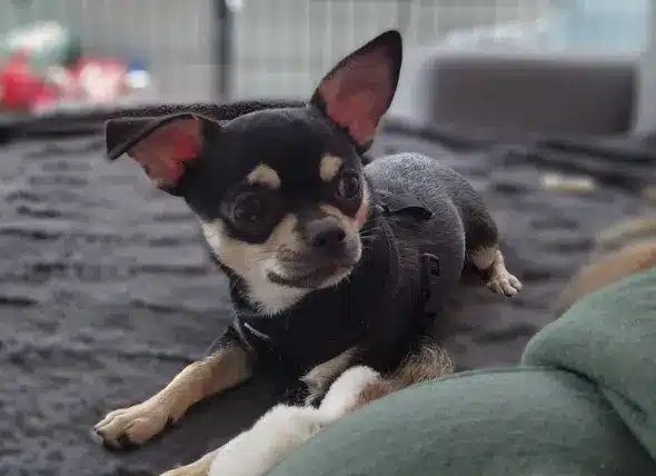 Pet Care Services in Mountain East