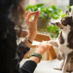 Pet Care Services in Waterdown