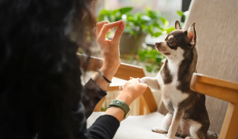 Pet Care Services in Waterdown