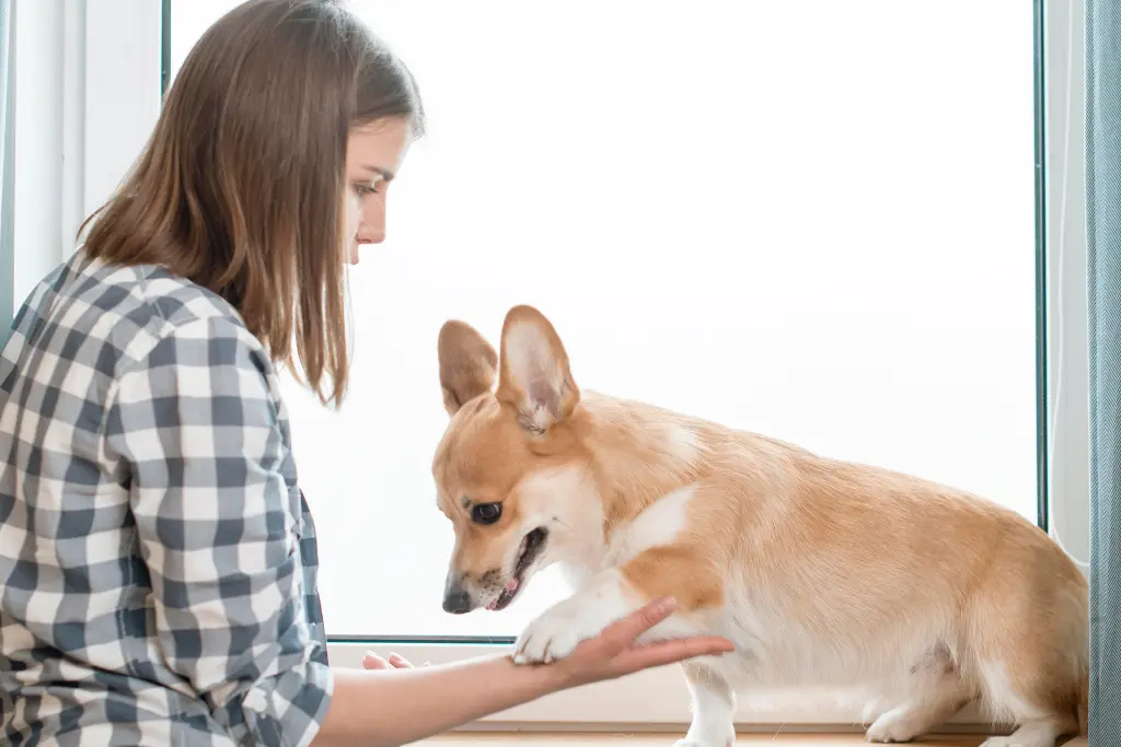 How we choose pet sitter