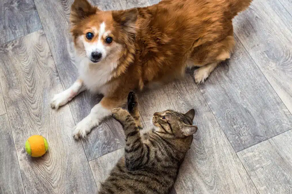 Local Pet Care in Ottawa