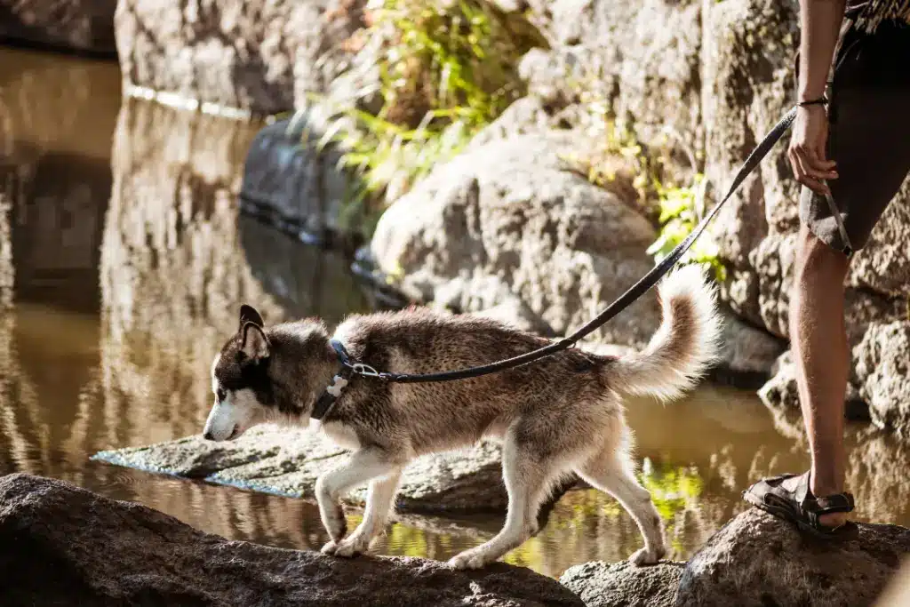 Dog-Friendly Hamilton Waterfalls